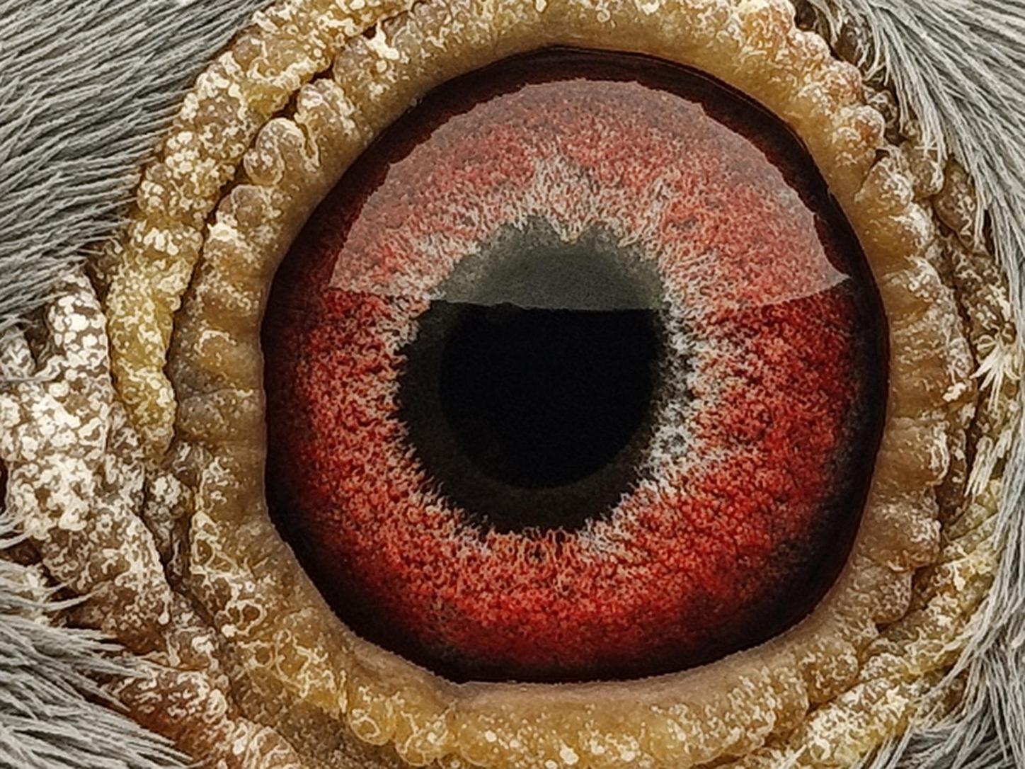 Pigeon eye